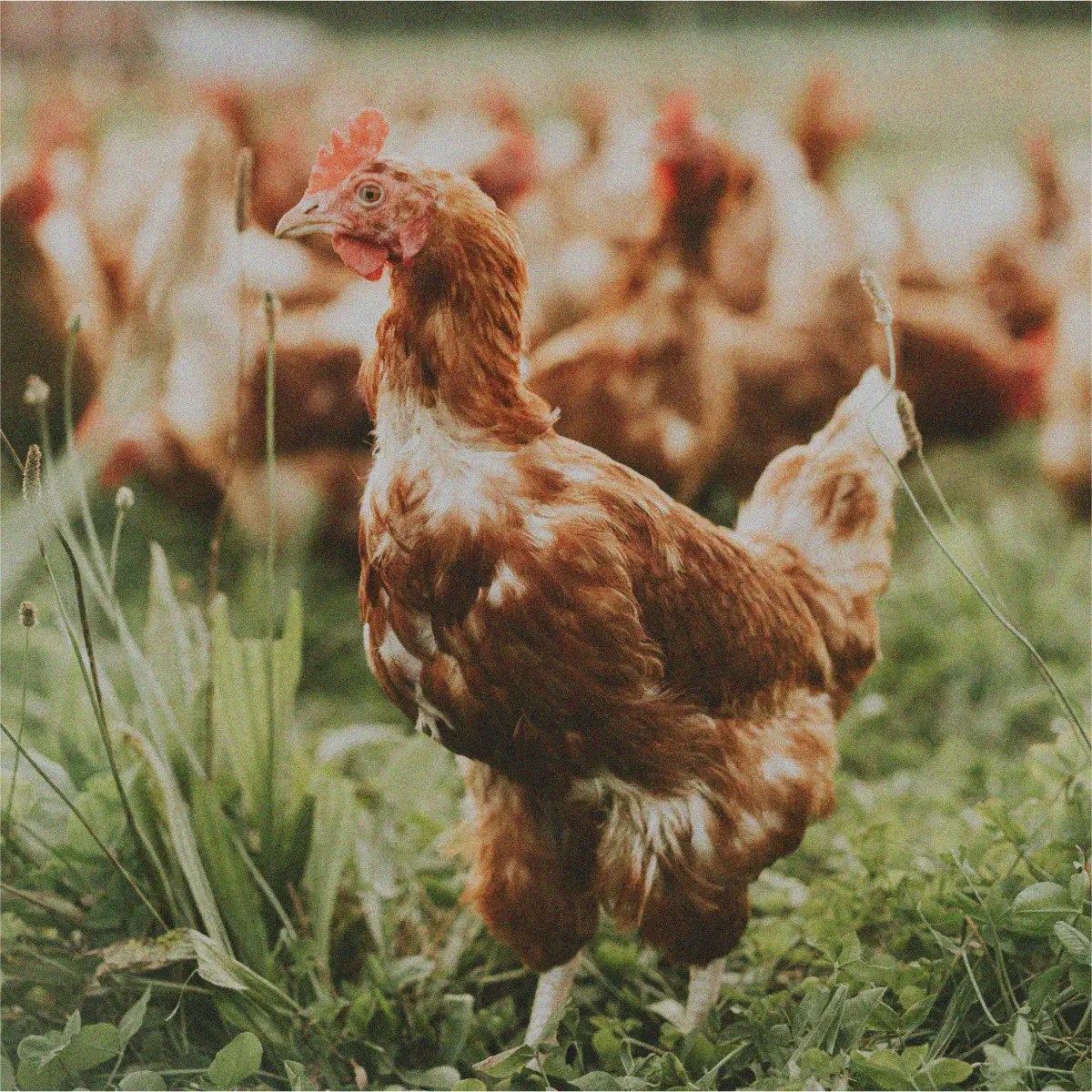 max-farmer-productos-avicultura